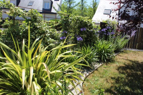 Massif d'agapanthes et de phormiums